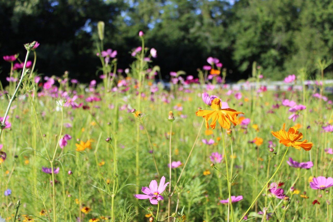 High Praise for New Wildflower Field at 123 and Parade Hill