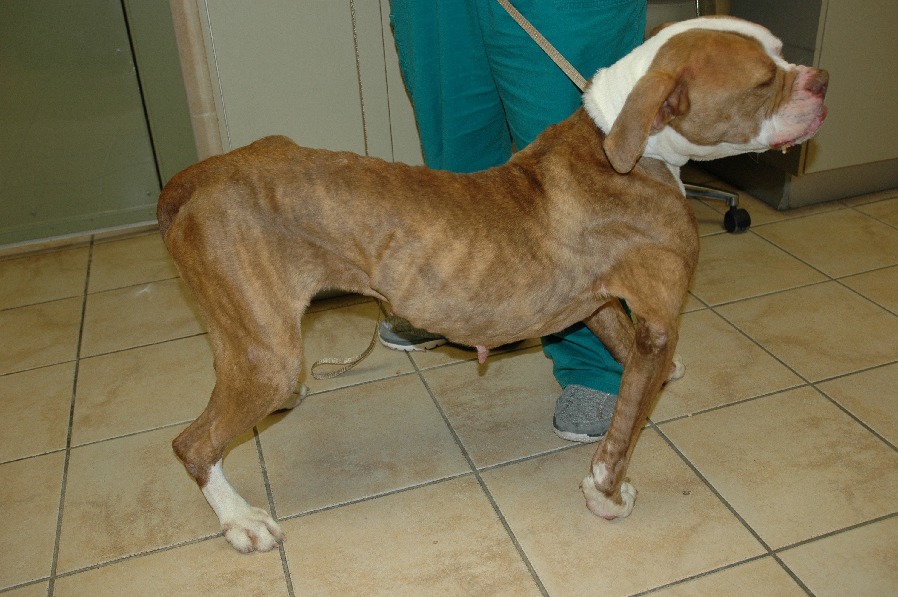 Police Open Animal Cruelty Case After Starving Dog Is Found Roaming at