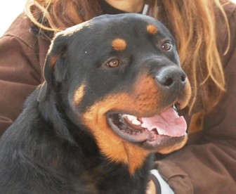 This is Myles, a Rottweiler up for adoption through New Canaan’s Strays & Others. He’s described as “a big bundle of love” on the nonprofit agency’s website. “Everyone who meets him falls in love with … Myles would be best placed with someone who understands the breed and where there is a place to safely run and exercise ... If you are looking for a Rottie with a great disposition and temperament, Myles just might be the perfect match.” (Contributed photo)