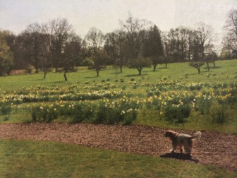 This photo, provided by the New Canaan Garden Club, shows the current path across Irwin Park's great lawn with some daffodils in bloom.