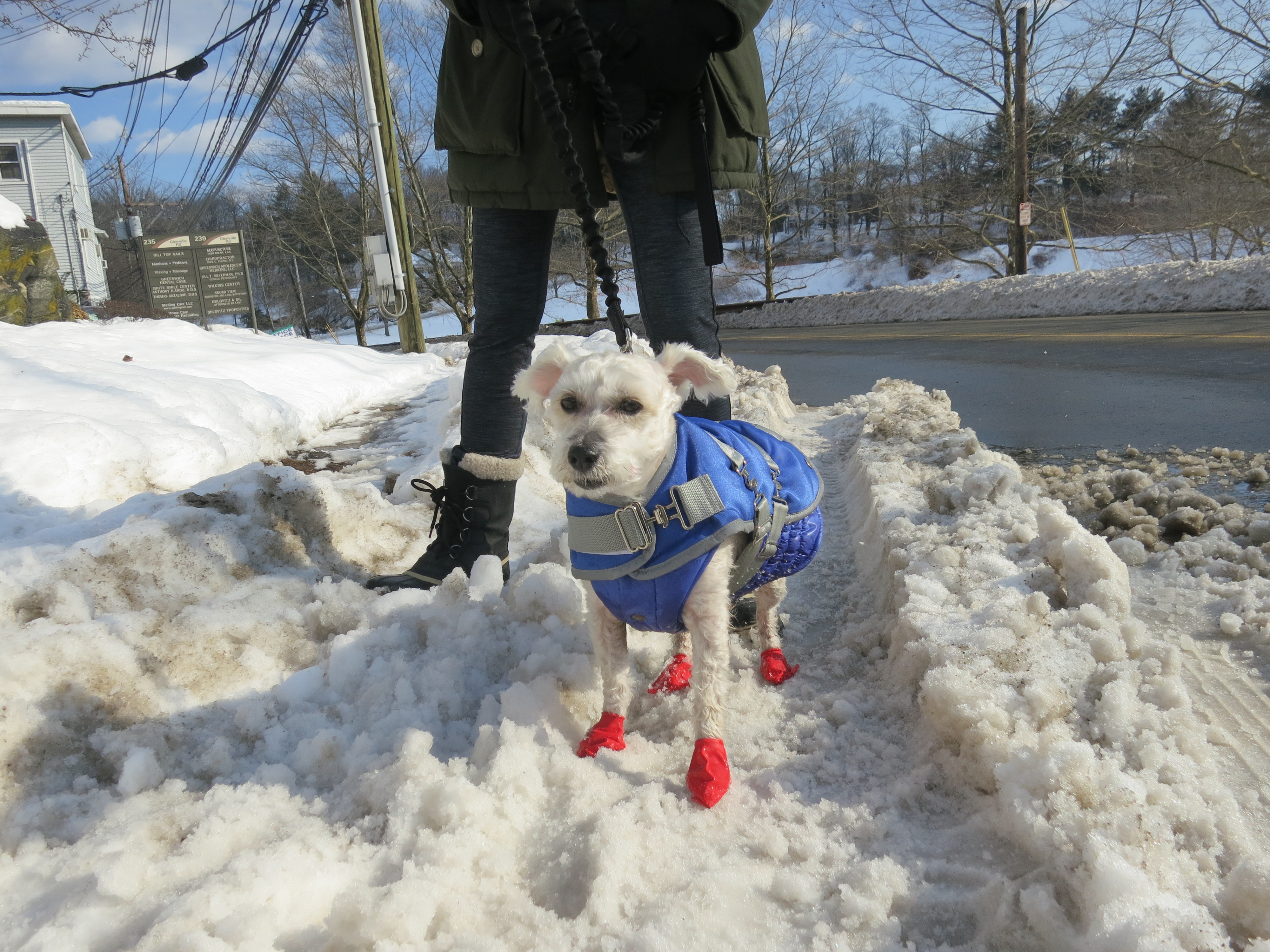This is Walter, in his red booties on Feb. 15, 2014. Credit: Leslie Yager