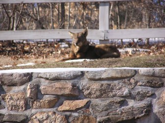 Here's another look at the same animal. It looks to be the same 'Coywolf' spotted on March 2 up near the South Salem, N.Y. line. This photograph was taken Thursday morning in New Canaan, between Kiwanis and Route 123. Contributed photo