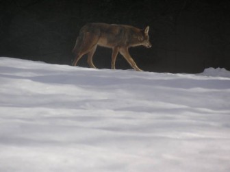 This animal, which looks to be the same 'Coywolf' spotted up on Proprietors Crossing last weekend, was photographed Thursday morning in New Canaan, between Kiwanis and Route 123. Contributed photo