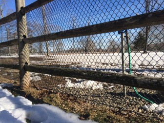 The baby possum likely wriggled through this chain-link fence, gaining access to the dog park "Spencer's Run" beyond, animal control says. Credit: Michael Dinan 