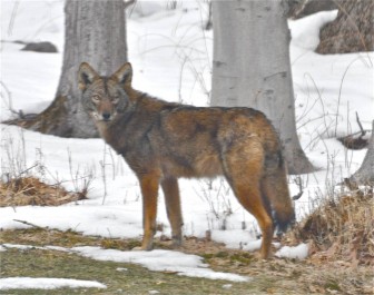 This eastern coyote or "coywolf," a hybrid between a wolf and coyote, was spotted and photographed March 2 in New Canaan, CT. Contributed photo