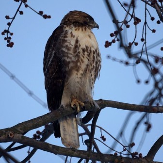 Red-tailed Hawk (Author: Mike's Birds. Uploaded by Magnus Manske/Wikimedia Commons)