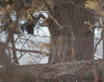 This photograph of a coyote on an Evergreen Road property was taken March 13, 2014. Credit: Maria Naughton