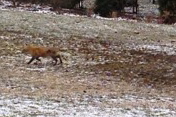 Photo of a fox that appears to have mange, taken March 31 on Hampton Lane. Photo courtesy of the New Canaan Police Animal Control unit