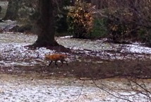 Here's another photo of a fox that appears to have mange, taken March 31 on Hampton Lane. Photo courtesy of the New Canaan Police Animal Control unit