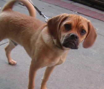 "a puggle"