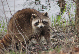 Raccoon (Procyon lotor), female, Ottawa, Ontario. April 2009.