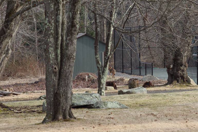 This coyote was photographed April 3 at 147 Briscoe Road in New Canaan. It was one of two coyotes spotted on the property. The animals had been heard howling around midnight on two prior nights, residents say.
