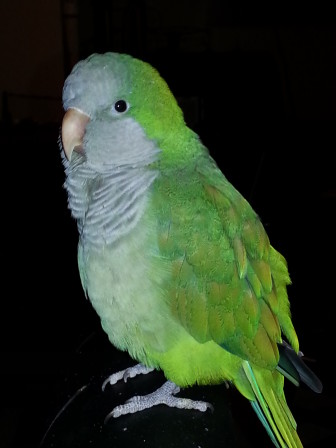 Hendricks is a Quaker parrot, rescued from Wilton Parrot Rescue and owned now by Shirleen Dubuque, owner of Village Critter Outfitter. Contributed photo
