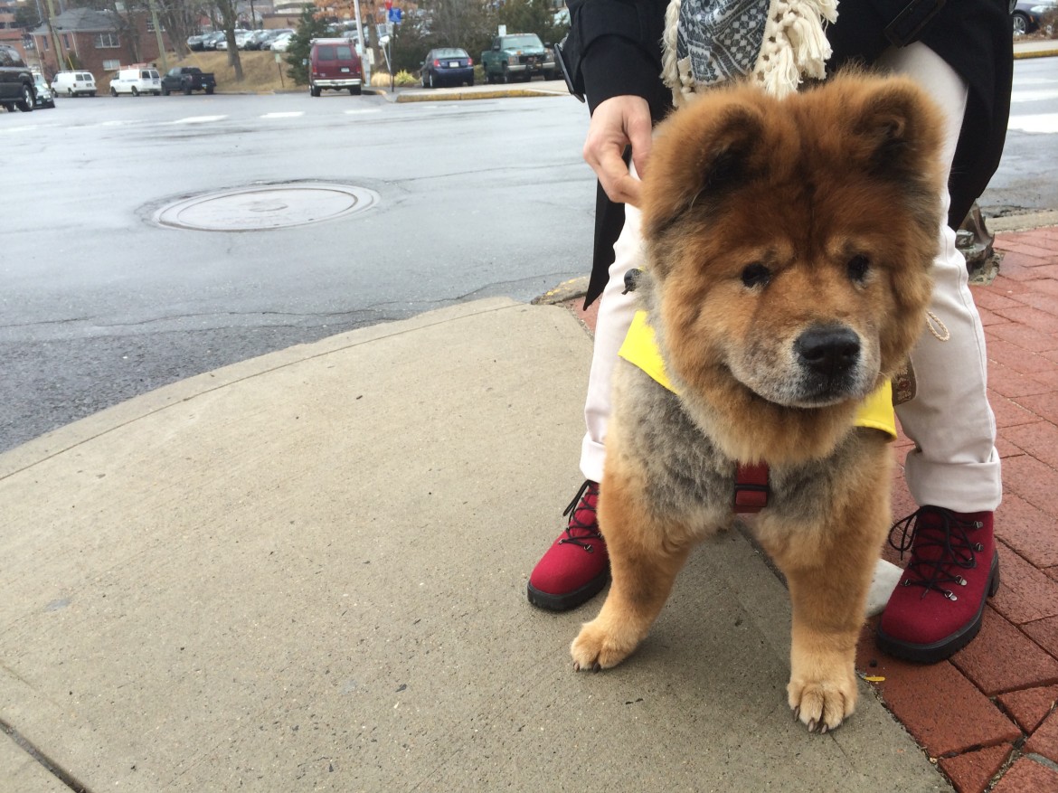 Chow hotsell chow raincoat