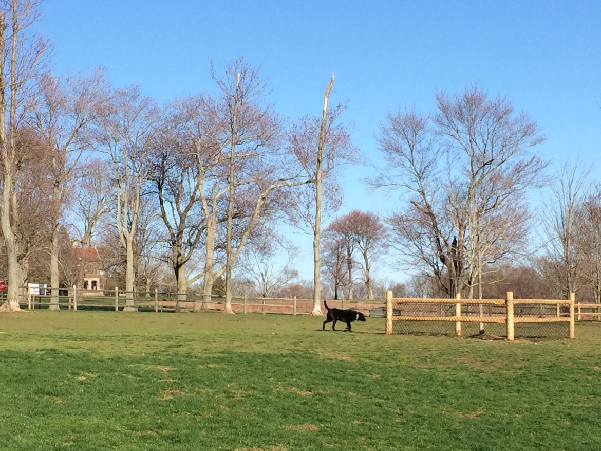 Parks Officials Plan Improvements To Grounds at Spencer’s Run Dog Park