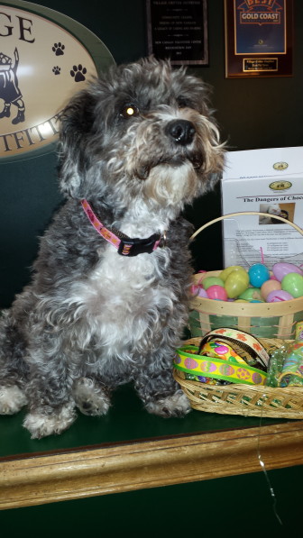 Meet Oreo, Village Critter Outfitter owner Shirleen Dubuque's Bichon/Yorkie mix—surrendered by her last owner, in Bridgeport, when she was about 10 months old. She is seven or eight years old now, and sometimes makes an appearance at the Cherry Street store. Contributed photo