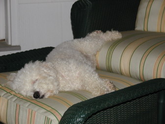 Hello ultra-comfy Max, a Bichon who was adopted (owner surrender) at 9 months old by Village Critter Outfitter owner Shirleen Dubuque. "He is 16 1/2 years old and still going strong," she says. Contributed photo