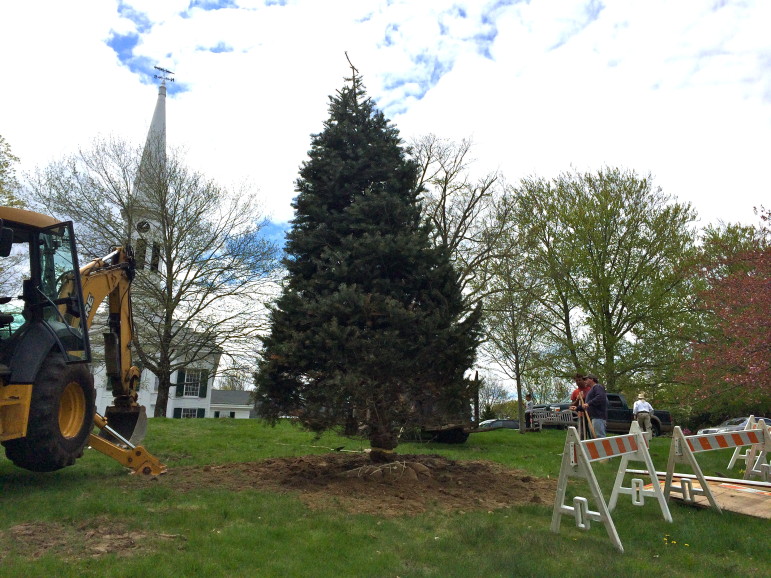 Here's the Color Con Fir tree, upright in God's Acre following its May 6, 2014 transplant from Shagbark Farms in Hillsdale, NY.