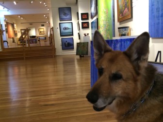 Here's Phoebe, a sweet 13-year-old German shepherd. Her mom, Karen Feiner of New Canaan, works in the area of 84 Main St. where the gallery is located and in just a few weeks has become a regular visitor and customer. The gallery staff welcomes both. Credit: Michael Dinan