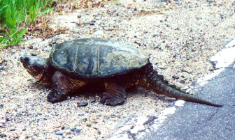 A common snapping turtle. Credit: Wikimedia Commons