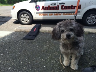 Here's Ajax, an approximately 5-month-old "schoodle" (mini Schnauzer and mini Poodle) who was found wandering on Laurel Road at about 10:30 a.m. Monday. If unclaimed, he will be adoptable in another week, police say. Credit: Michael Dinan