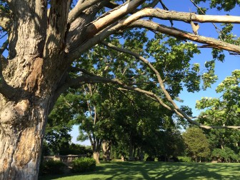 The tree appears to be showing signs that it's not faring too well. It will not be taken down before its time, though it's possible that a successor tree for the prominent spot could be planted nearby, officials say. Credit: Michael Dinan