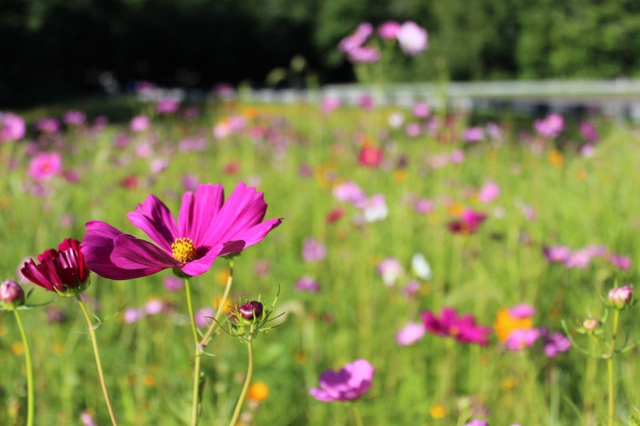 High Praise for New Wildflower Field at 123 and Parade Hill