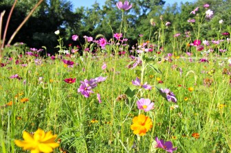 The wildflower meadow at 123 and Parade Hill Road in July 2014. Credit: Terry Dinan