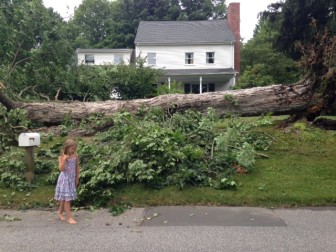 This tree came down at Silvermine and Rilling Ridge Roads in New Canaan during the July 3, 2014 thunderstorm. Contributed photo
