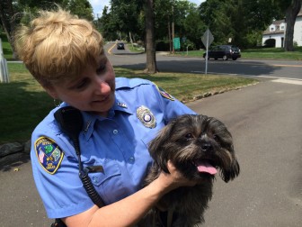 New Canaan Police Animal Control Officer Maryann Kleinschmitt secured this Lhasa Apso mix puppy after it ran across Main Street more than once by God's Acre, miraculously surviving despite nonstop traffic, on July 29, 2014. Credit: Michael Dinan