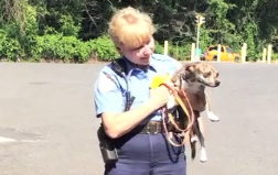 Randy the Chihuahua with Animal Control Officer Maryann Kleinschmitt this summer. Credit: Michael Dinan