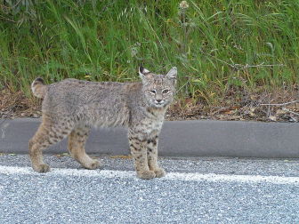 Bobcat (Lynx rufus) kitten (one-eyed) at Generals Highway, ca. 580 m a.s.l., Sequoia N.P., California, USA. Credit: Laura Cortada González/Wikimedia Commons