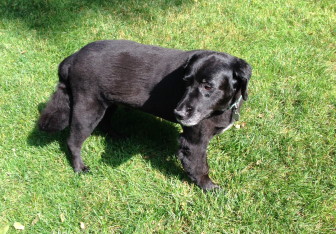 Christian is an older, flat-coated retriever. He went missing on the night of Monday, Sept. 1 from the area of 36 Carriage Lane. Contributed photo