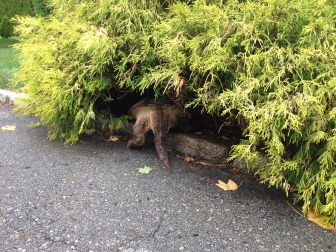 Sept. 6, 2014—What appears to be a relatively rare alligator turtle makes its way into a bush in the area of 116/118 East Ave. in New Canaan. The reptile stopped traffic. Credit: Terry Dinan