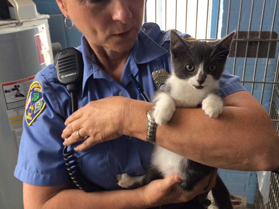 PHOTOS: These Kittens Are Now Adoptable through New Canaan Animal ...