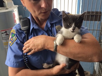 New Canaan Animal Control Officer Maryann Kleinschmitt with one of the two adoptable kittens that police removed from a feral mom cat on Beech Road. Mom is being returned to her neighborhood after police see her vaccinated, spayed and microchipped. Credit: Michael Dinan