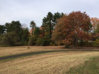 The venerable New Canaan Garden Club has big plans for this area of the park, including four dogwoods (eventually, hopefully a full dozen) to go in now and a wildflower meadow beyond. Credit: Michael Dinan