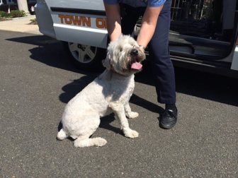 Here's the Houdini-like Wheaten terrier from Hawthorne Road, Maggie, who twice within a few weeks has wandered off-property near busy South Avenue. Credit: Michael Dinan