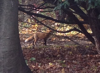 Here we see the fox in the woods at Irwin after walking across the lawn and footpath there, on Saturday, Nov. 8, 2014. Credit: Stephanie Radman