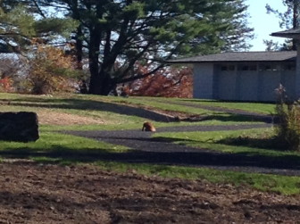 The fox sunning itself along the main path at Irwin Park on Monday, Nov. 10, 2014. Credit: Stephanie Radman