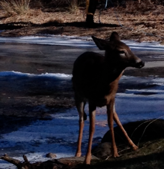 Here's the deer after finding the strength to stand. The animal was rescued by New Canaan firefighters after it fell into a pond off of Salem Road on Jan. 17, 2015. 