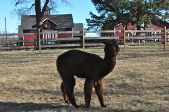 A McQuilkin alpaca in the paddock, barns in the background. Debbie McQuilkin photo