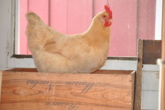 A McQuilkin chicken at Abby-Normal Farm. Debbie McQuilkin photo