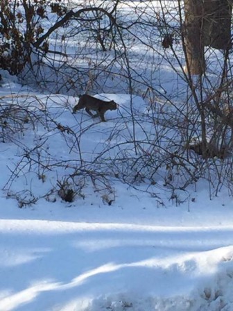 Photo of a bobcat sighted in the Jelliff Mill area on the weekend of Feb. 14-15, 2015. Photo courtesy of the New Canaan Police Department's Animal Control Unit