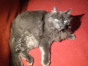 Bruno this domestic longhaired house cat had been missing since Feb. 5 and, after 10 days, was miraculously found and returned safely home Feb. 15. Contributed
