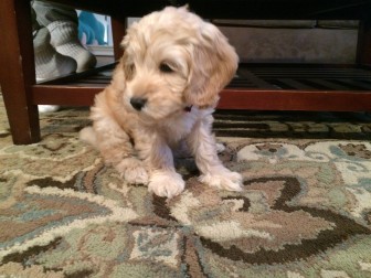 Oakley Konspore on his first day home in New Canaan. Credit: Michael Dinan