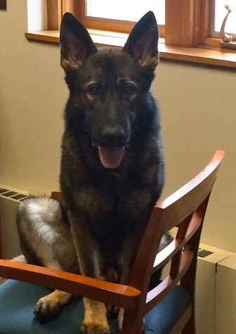 Another look at Apollo, the NCPD K-9 dog.