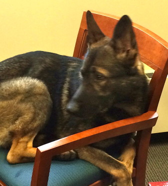 Apollo made himself comfortable in the chief's office at NCPD.