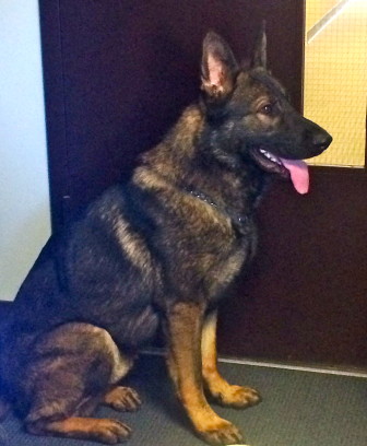 Apollo, the newly purchased German shepherd dog that will serve as the police department's K-9, will undergo training starting May 15.  