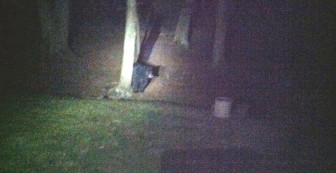 This black bear was spotted on the night of April 4, 2015 out back of 215 Marvin Ridge Road in New Canaan. Credit: Craig Hunt